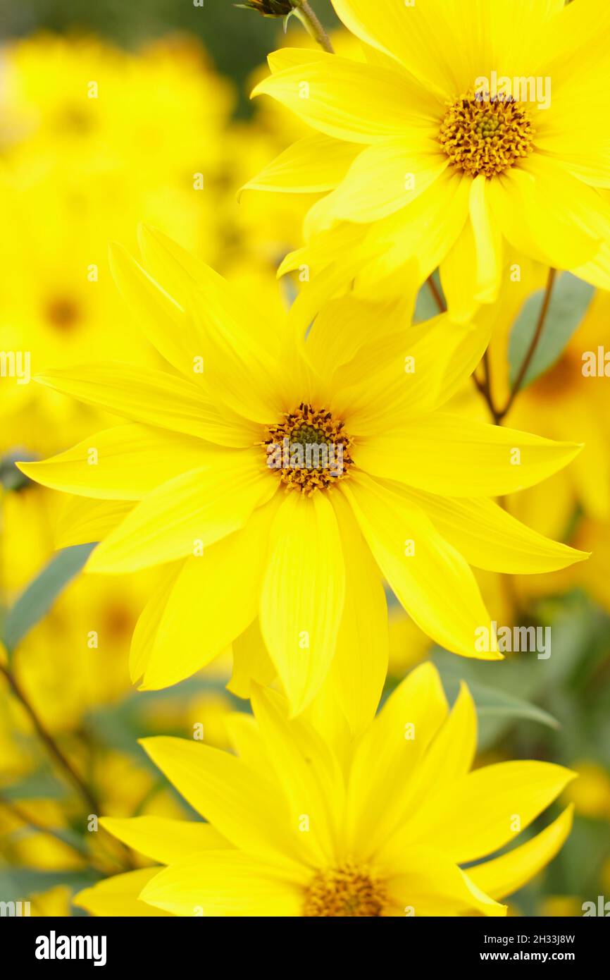 Sunflower miss mellish hires stock photography and images Alamy