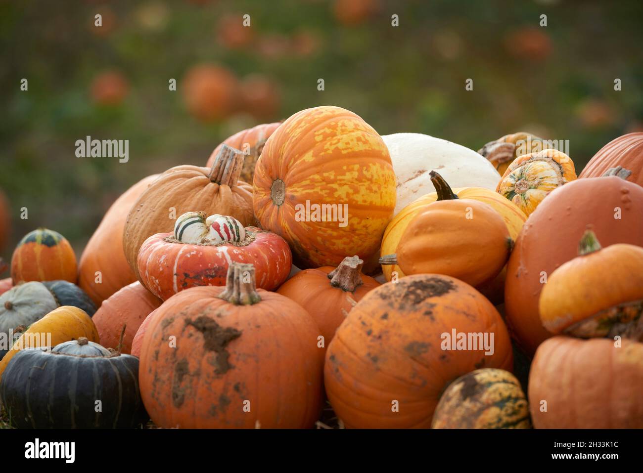 Pumpkin Picking Stock Photo