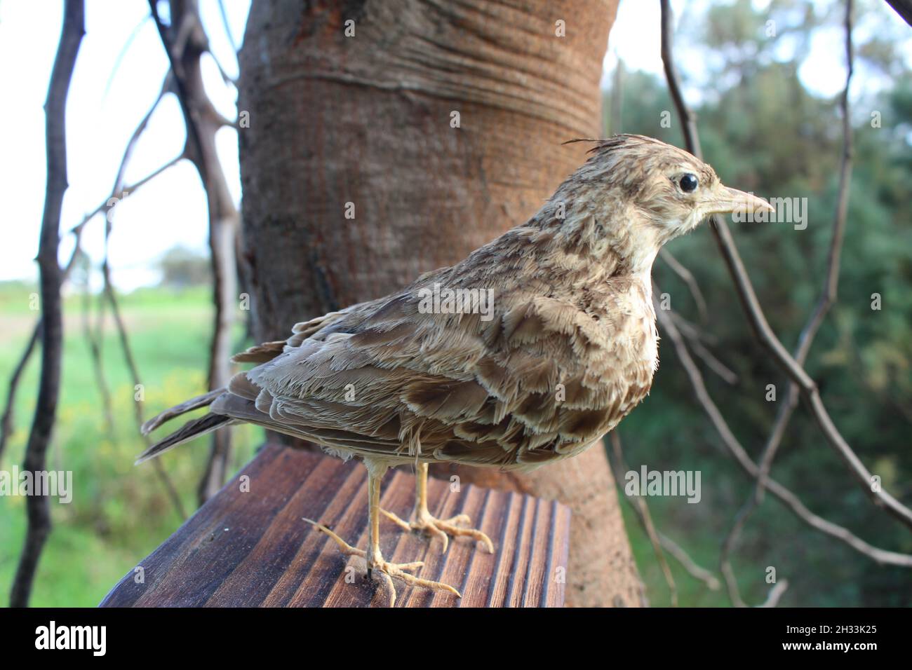 stuffed crowned lark Stock Photo