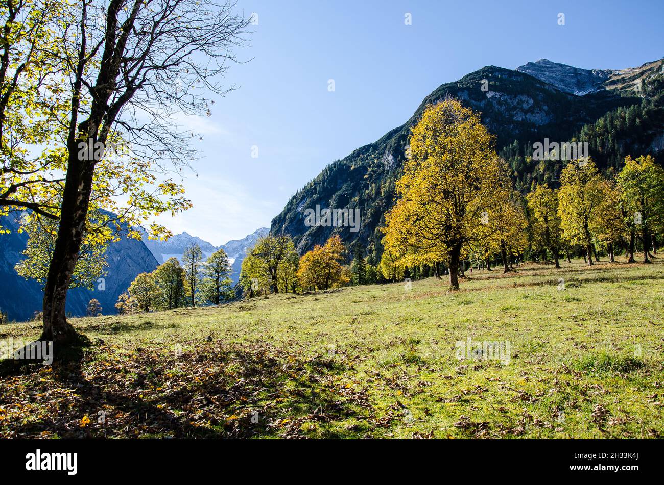 The plateau of the Hinterriss and the Eng is a special scenic feature with the Ahornboden, the largest area of maple trees in the whole of the Alps Stock Photo
