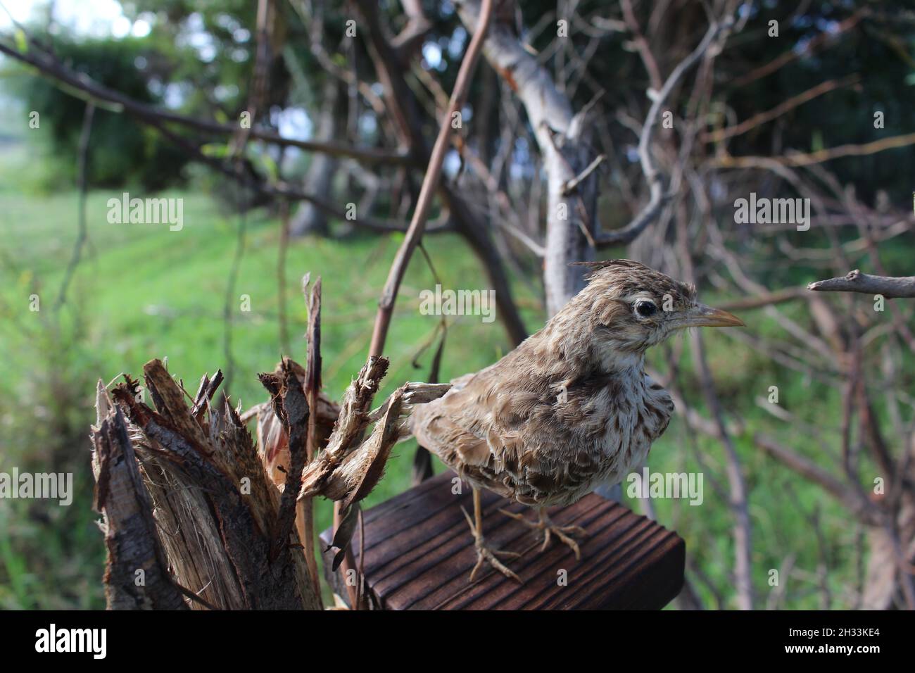 stuffed crowned lark Stock Photo