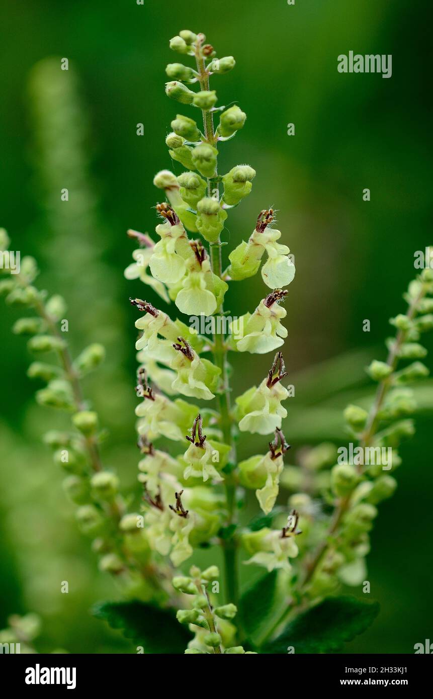 Close-up portrait of wood sage flower spike Stock Photo