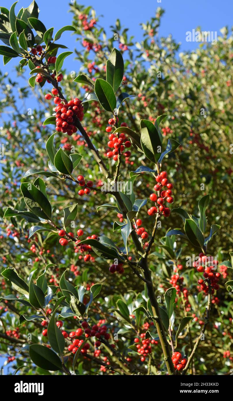 red holly berries Stock Photo Alamy