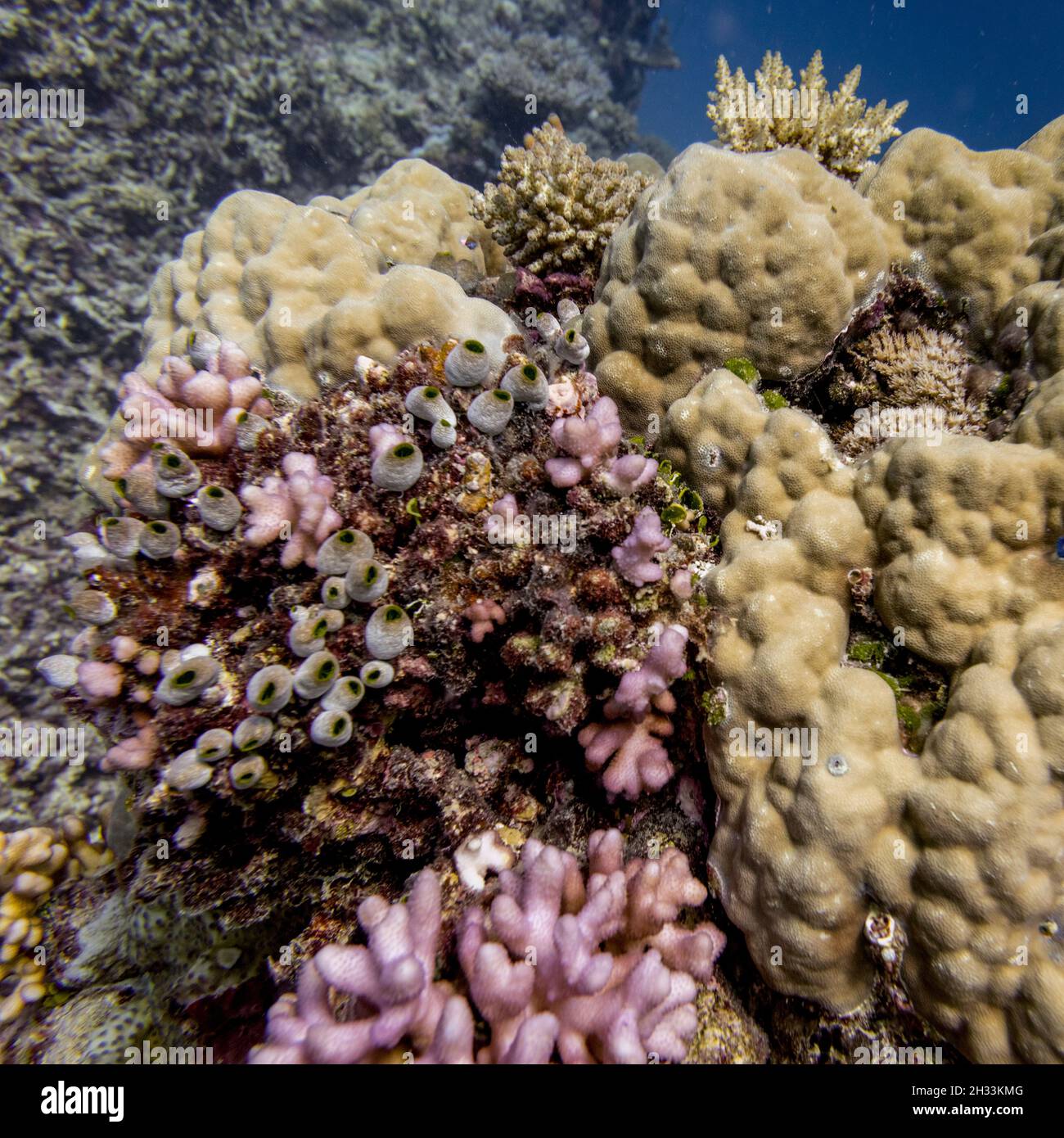 Coral reef, Agincourt Reef, Great Barrier Reef, Queensland, Australia Stock Photo