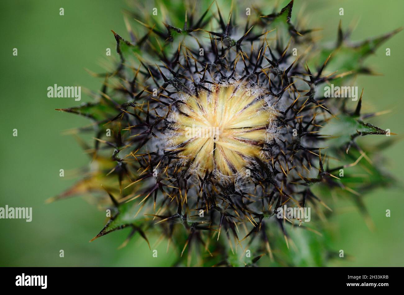 Close-up of carline thistle bud Stock Photo