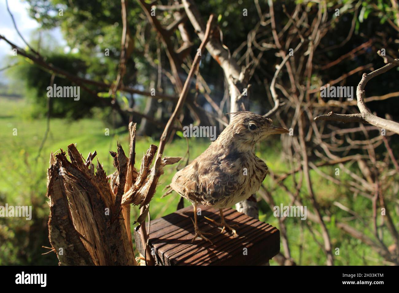 stuffed crowned lark Stock Photo