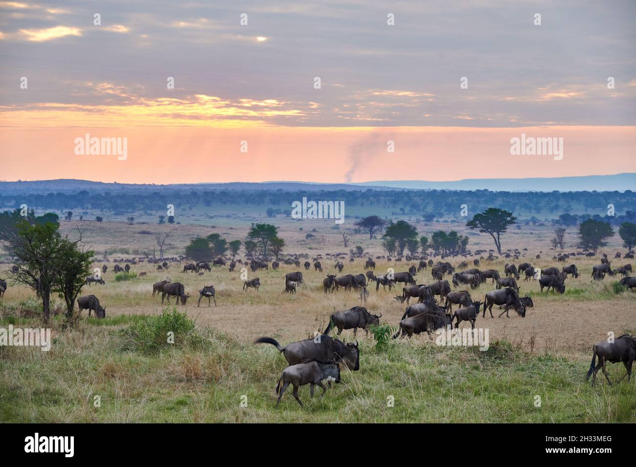 blue wildebeest (Connochaetes mearnsi) while sunset on great migration thru Serengeti National Park, Tanzania, Africa Stock Photo