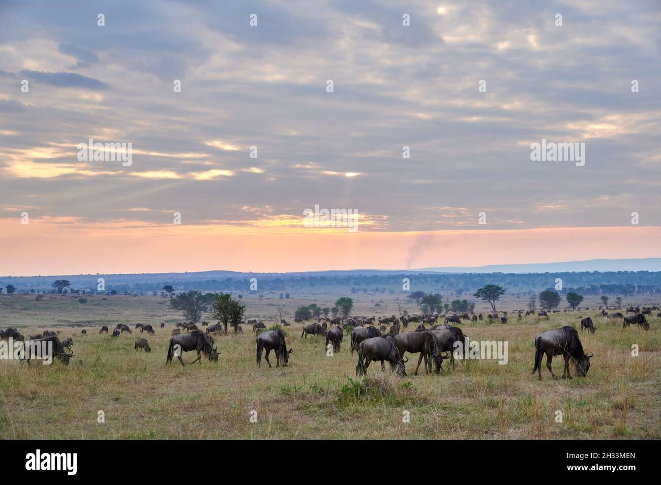 blue wildebeest (Connochaetes mearnsi) while sunset on great migration thru Serengeti National Park, Tanzania, Africa Stock Photo