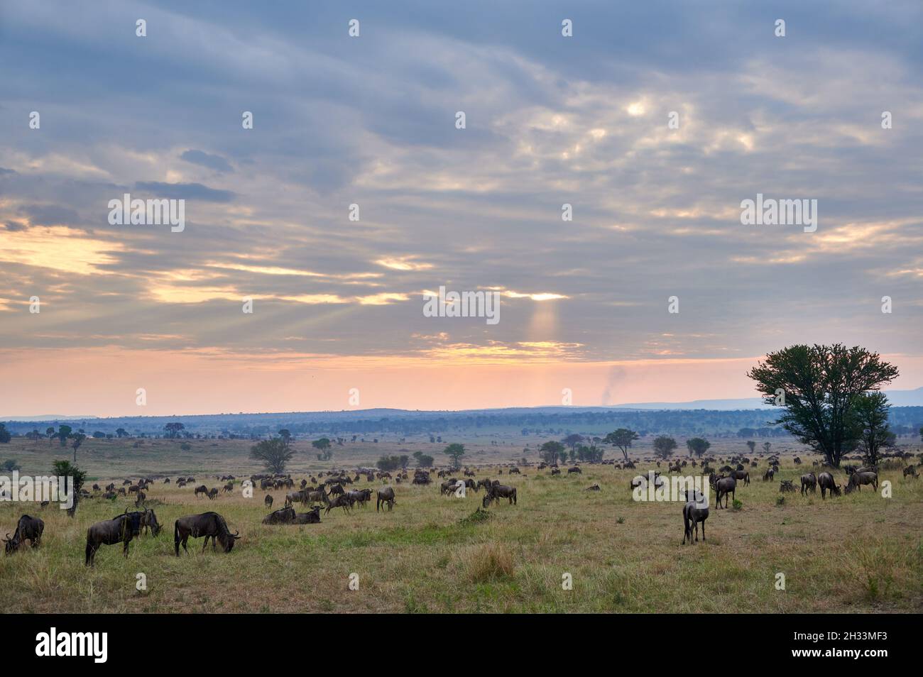 blue wildebeest (Connochaetes mearnsi) while sunset on great migration thru Serengeti National Park, Tanzania, Africa Stock Photo