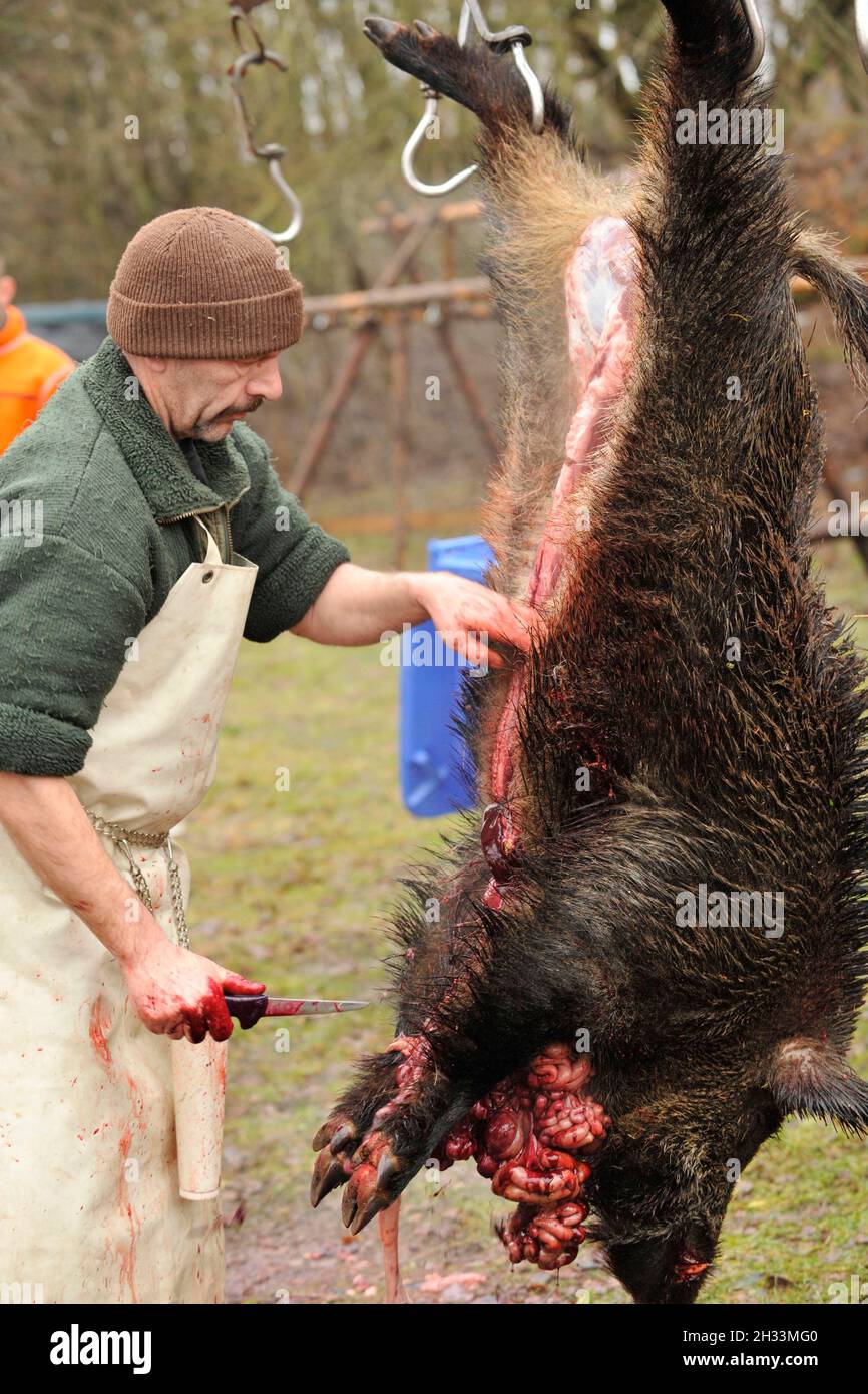 butcher gutting a wild boar on a hunt Stock Photo