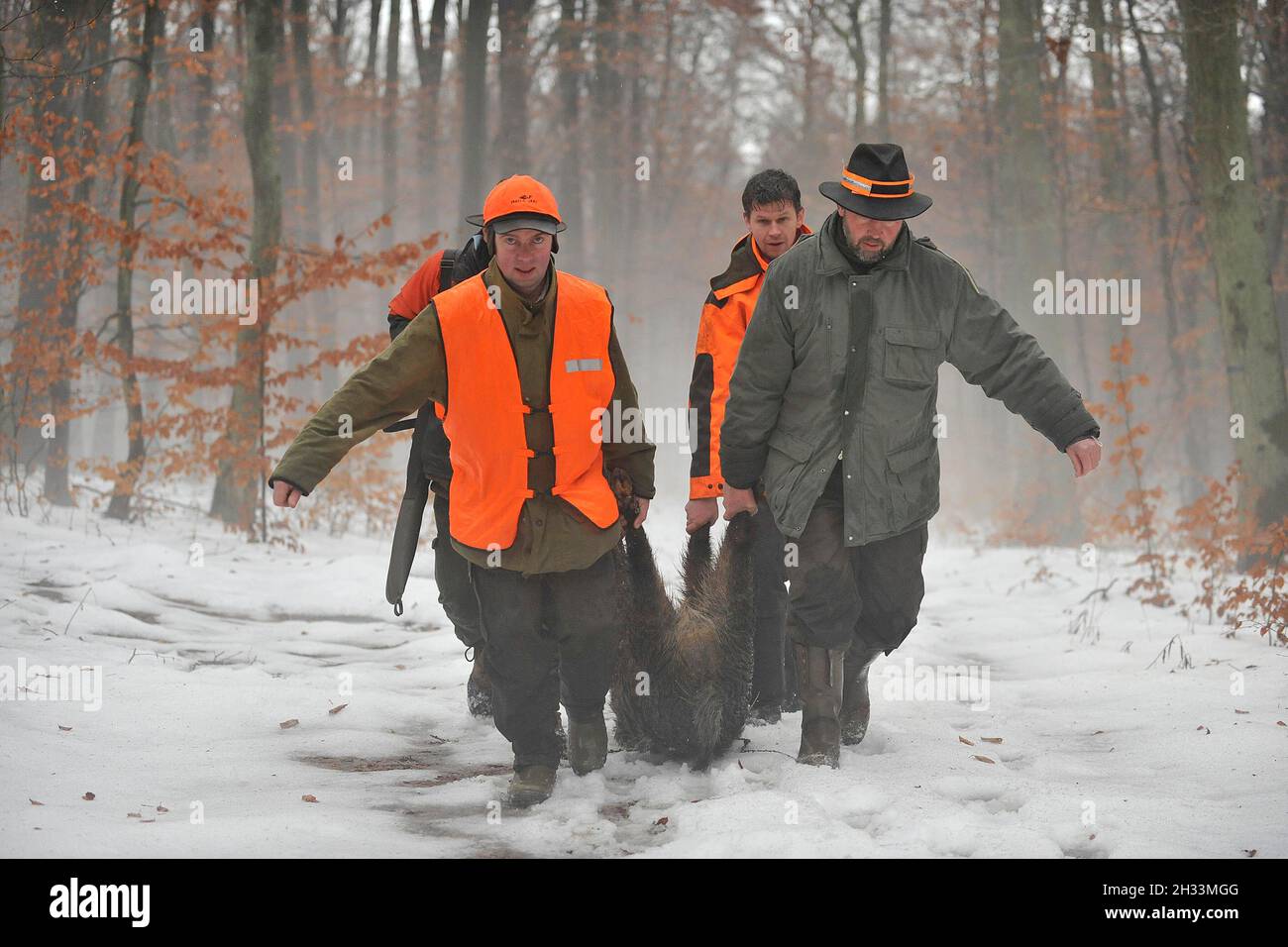 four hunters carrying a dead wild boar Stock Photo
