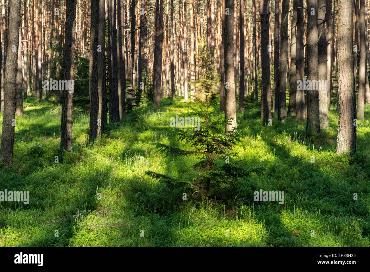 Sunny Day In The Forest Stock Photo - Alamy