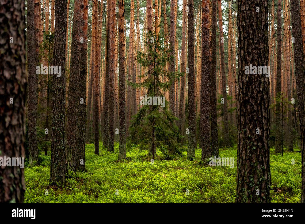 Sunny Day In The Forest Stock Photo - Alamy