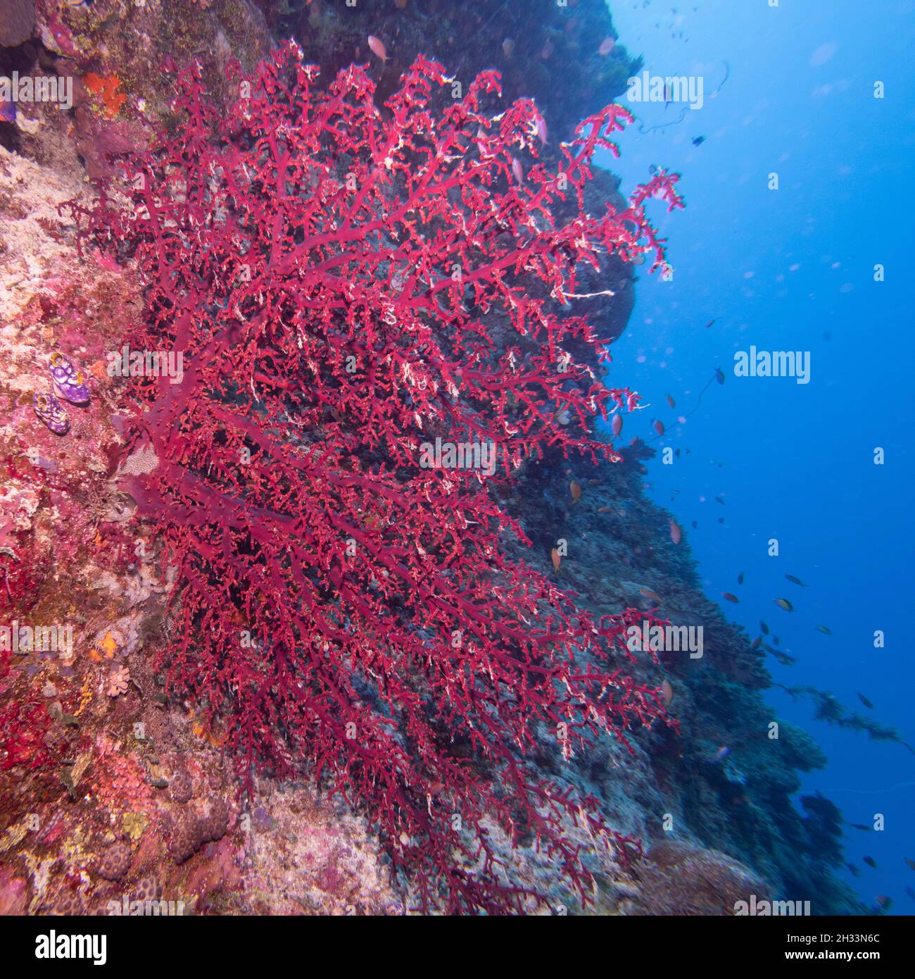 Red branch coral, Nursery Dive Site, Great Barrier Reef, Queensland, Australia Stock Photo Alamy