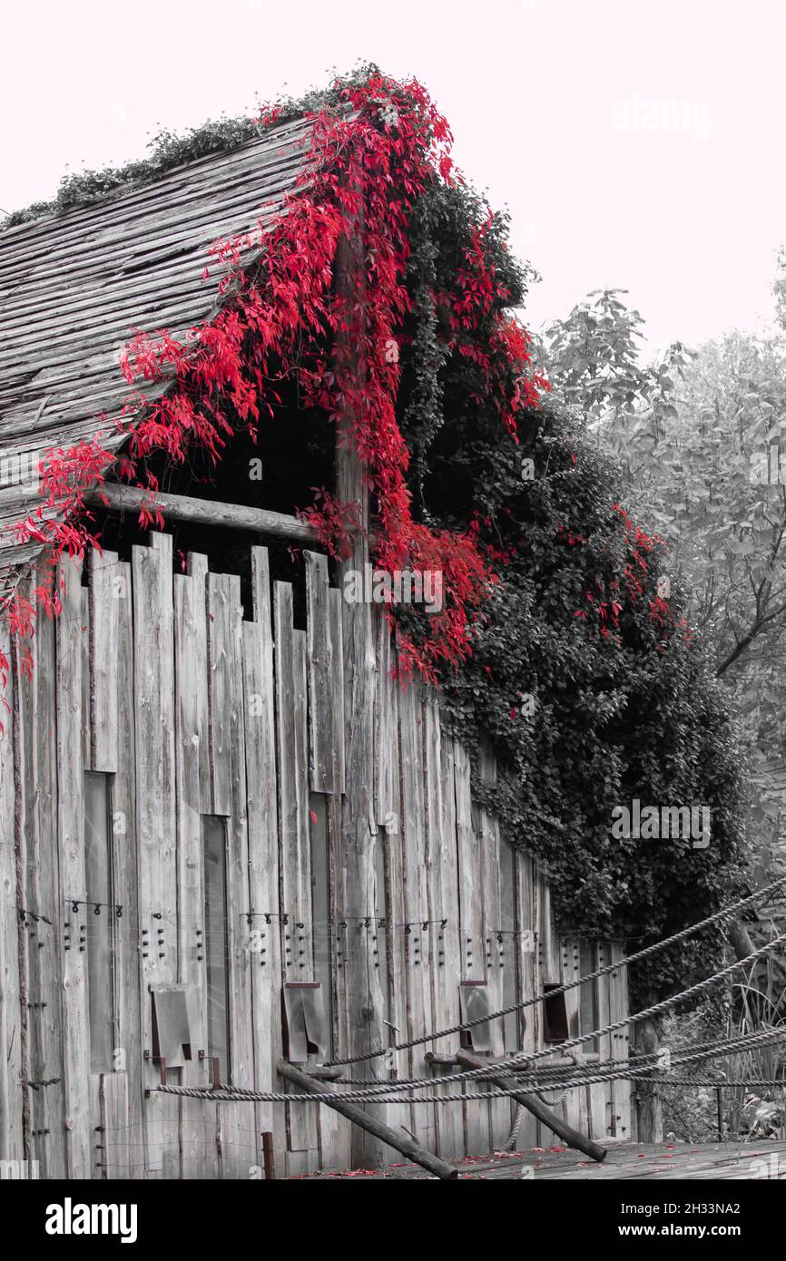 Vertical shot of an old wooden cabin surrounded by trees Stock Photo ...