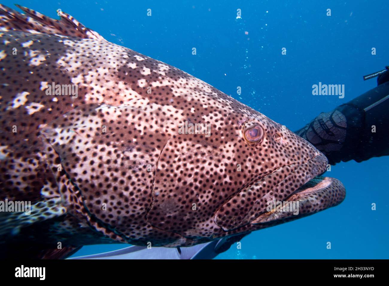 Grouper fish near scuba diver, Castle Rock Dive Site, Nursery Dive Site