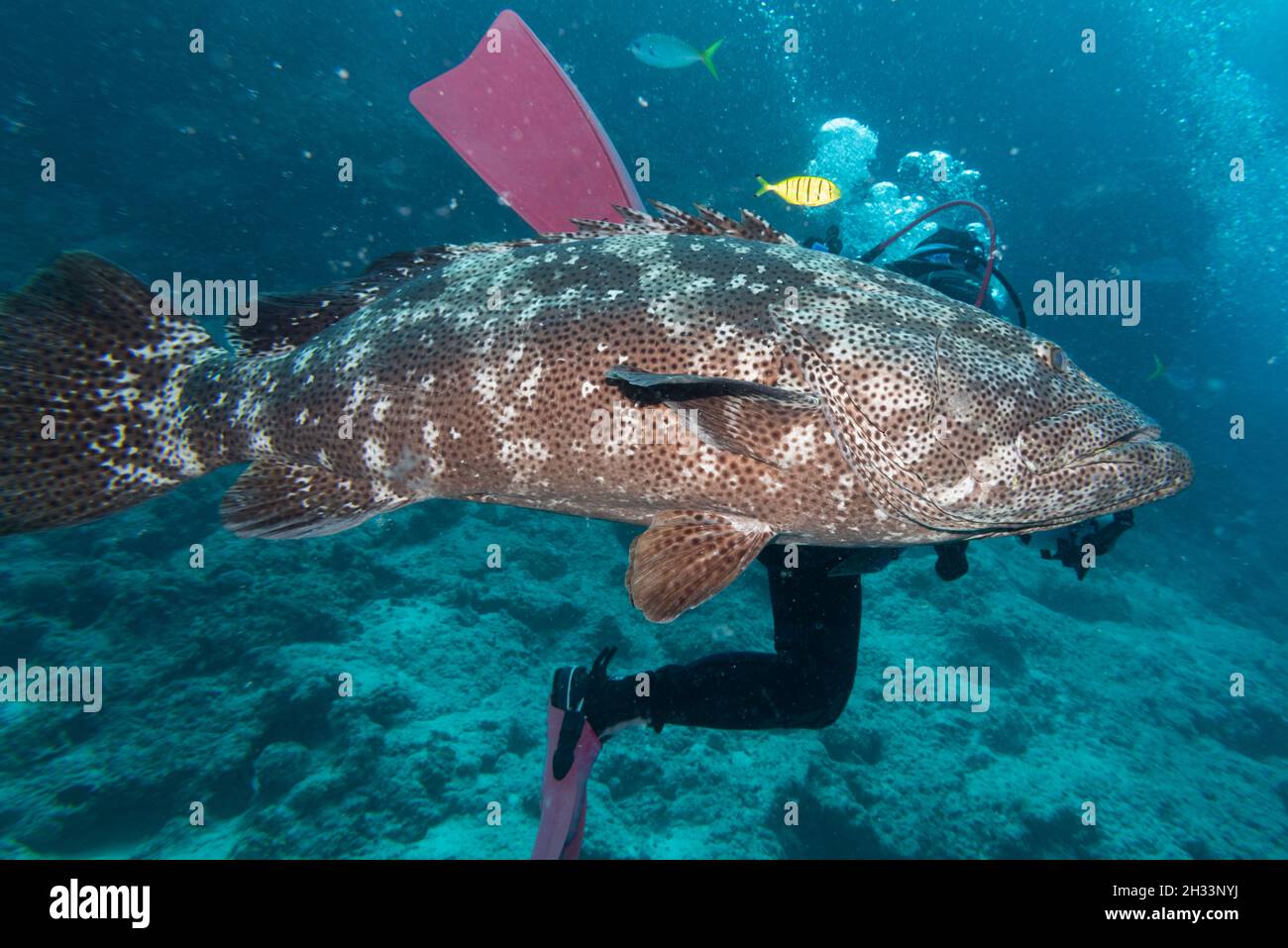 Grouper fish near scuba diver, Castle Rock Dive Site, Nursery Dive Site