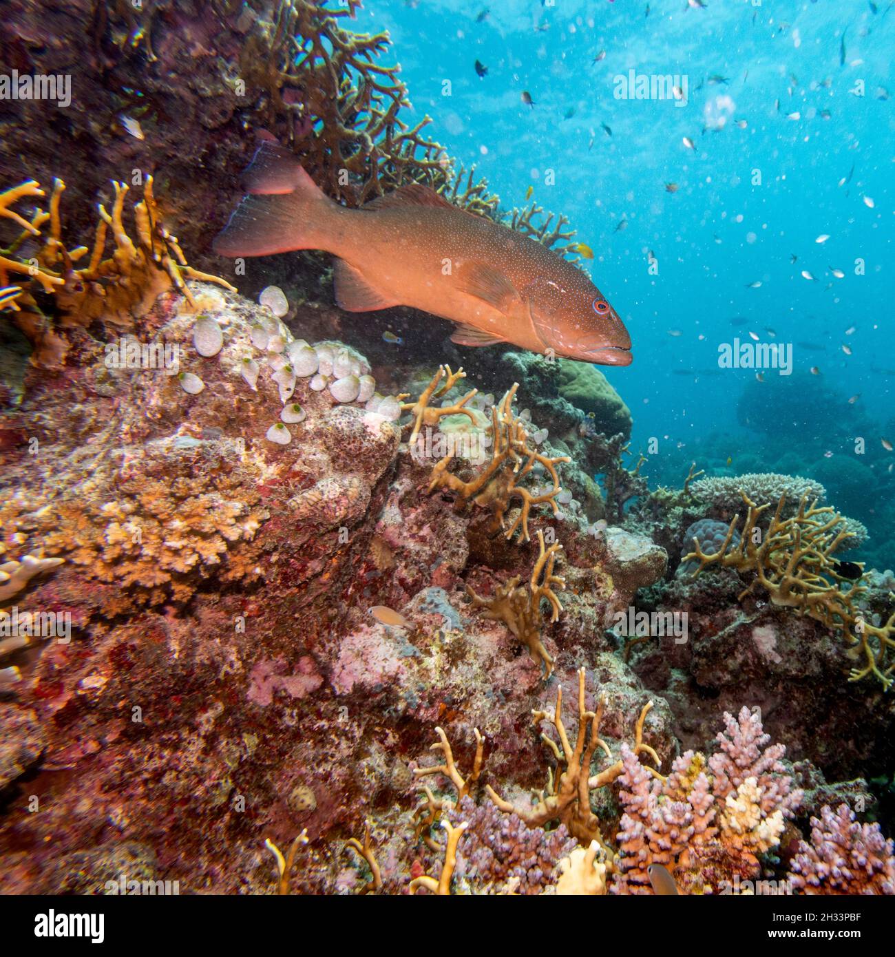 Blue spotted grouper, Turtle Bommie Dive Site, Great Barrier Reef ...