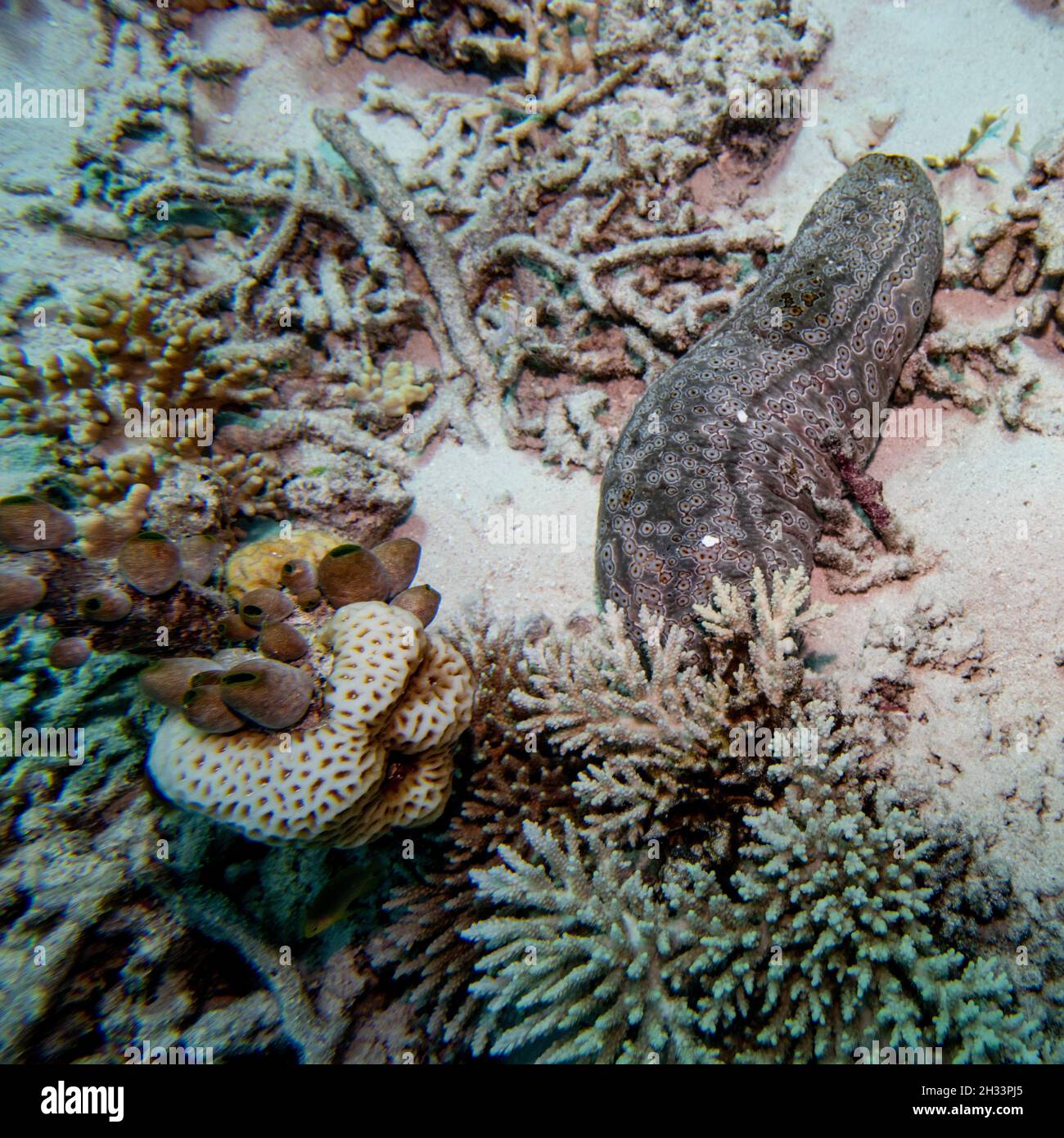 Moray eel near corals, Turtle Bommie Dive Site, Great Barrier Reef