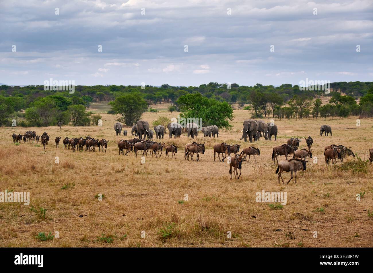 A herd of blue wildebeest (Connochaetes taurinus) on great migration passing in front of a herd of African bush elephant (Loxodonta africana) inSereng Stock Photo