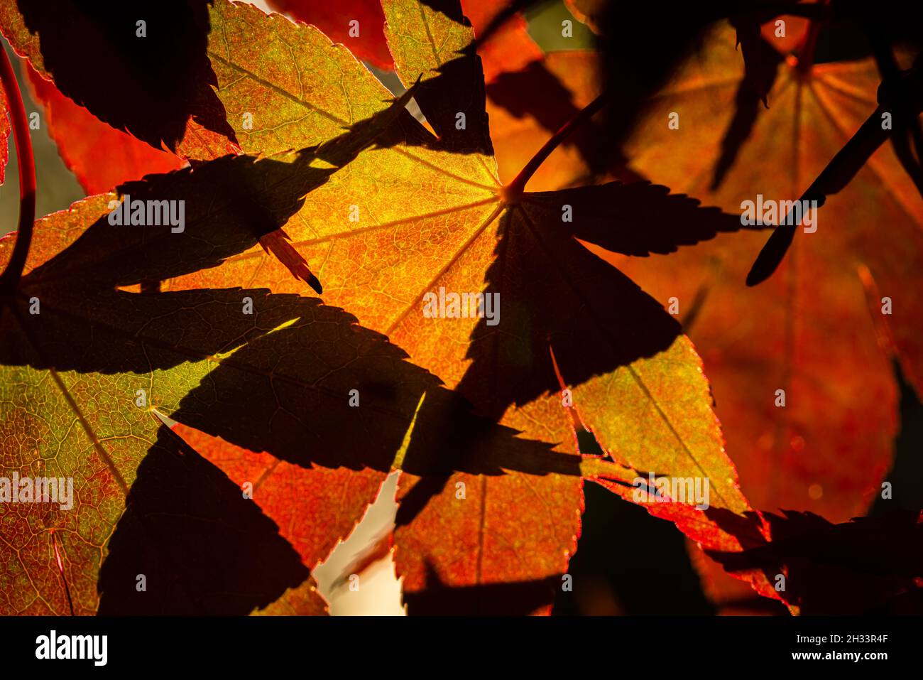 Acer palmatum japanese maple hi-res stock photography and images - Alamy