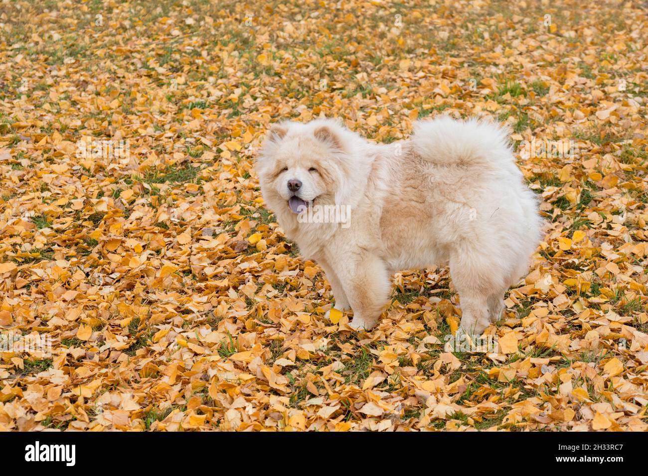 Chow chow is standing on a yellow foliage in the autumn park. Pet animals. Purebred dog. Stock Photo