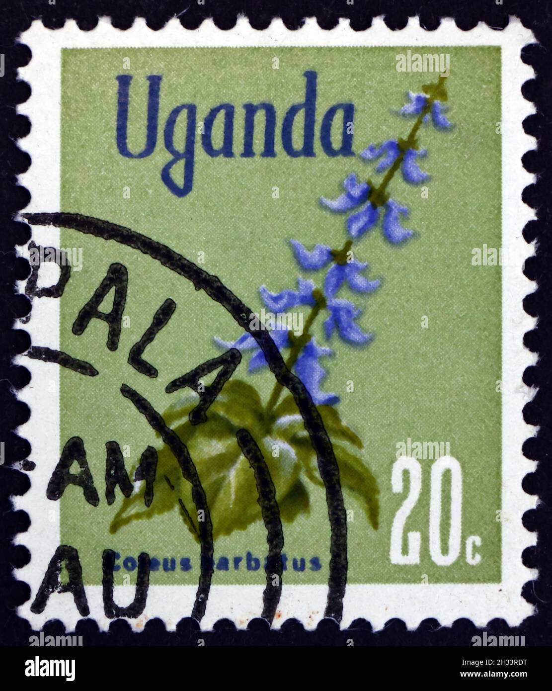 UGANDA - CIRCA 1969: a stamp printed in Uganda shows Indian Coleus, Coleus Barbatus, Tropical Perennial Plant, circa 1969 Stock Photo