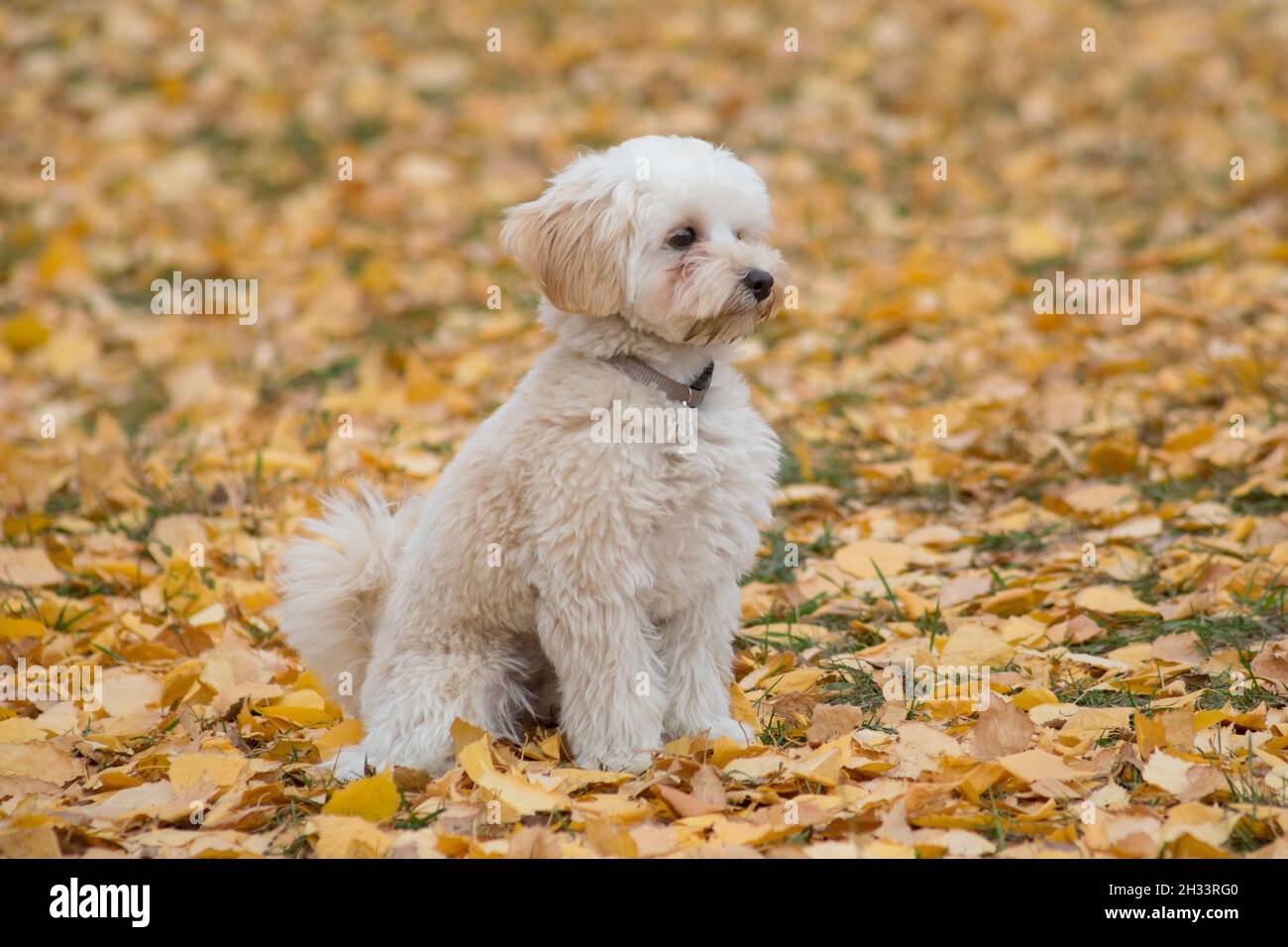 Cute maltepoo puppy is siting on a yellow foliage in the autumn park. Mix of the breeds maltese and poodle. Pet animals. Purebred dog. Stock Photo