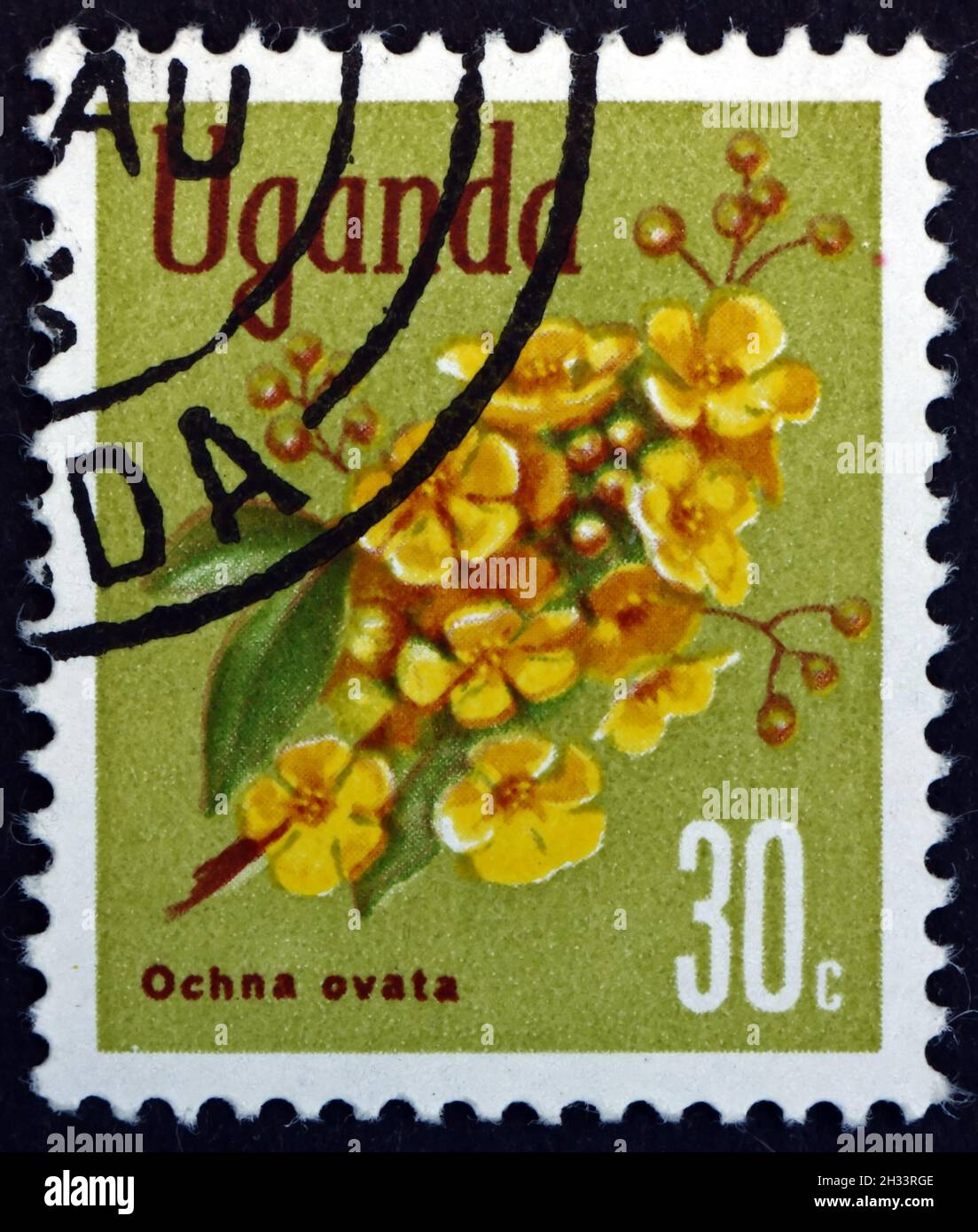 UGANDA - CIRCA 1969: a stamp printed in Uganda shows Ochna Ovata, Tropical Evergreen Tree, circa 1969 Stock Photo