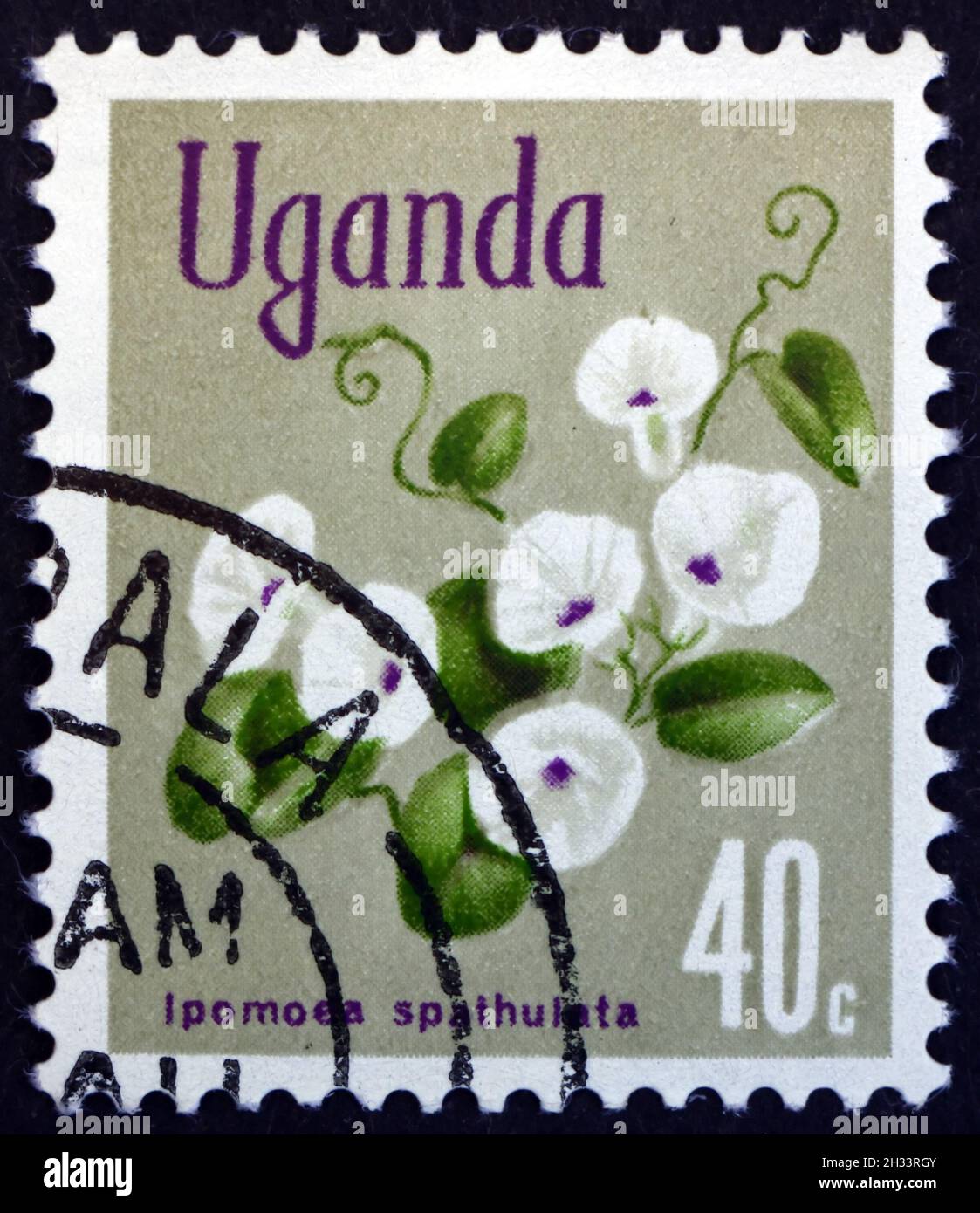 UGANDA - CIRCA 1969: a stamp printed in Uganda shows Morning Glory, Ipomoea Spathulata, Flowering Plant, circa 1969 Stock Photo