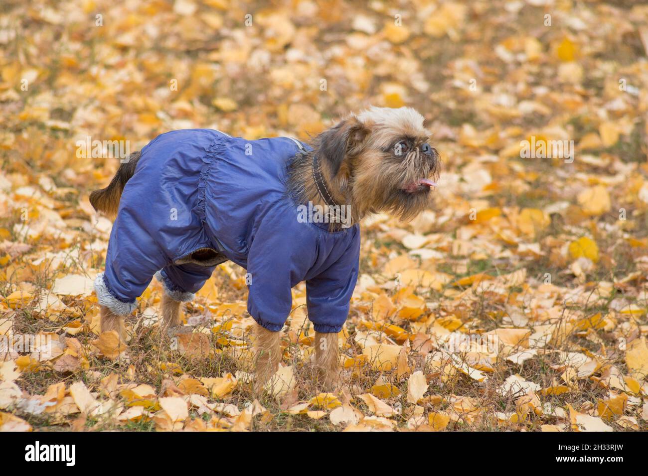 Cute brussels griffon puppy in beautiful pet clothing is standing on a  yellow foliage in the autumn park. Pet animals. Purebred dog Stock Photo -  Alamy
