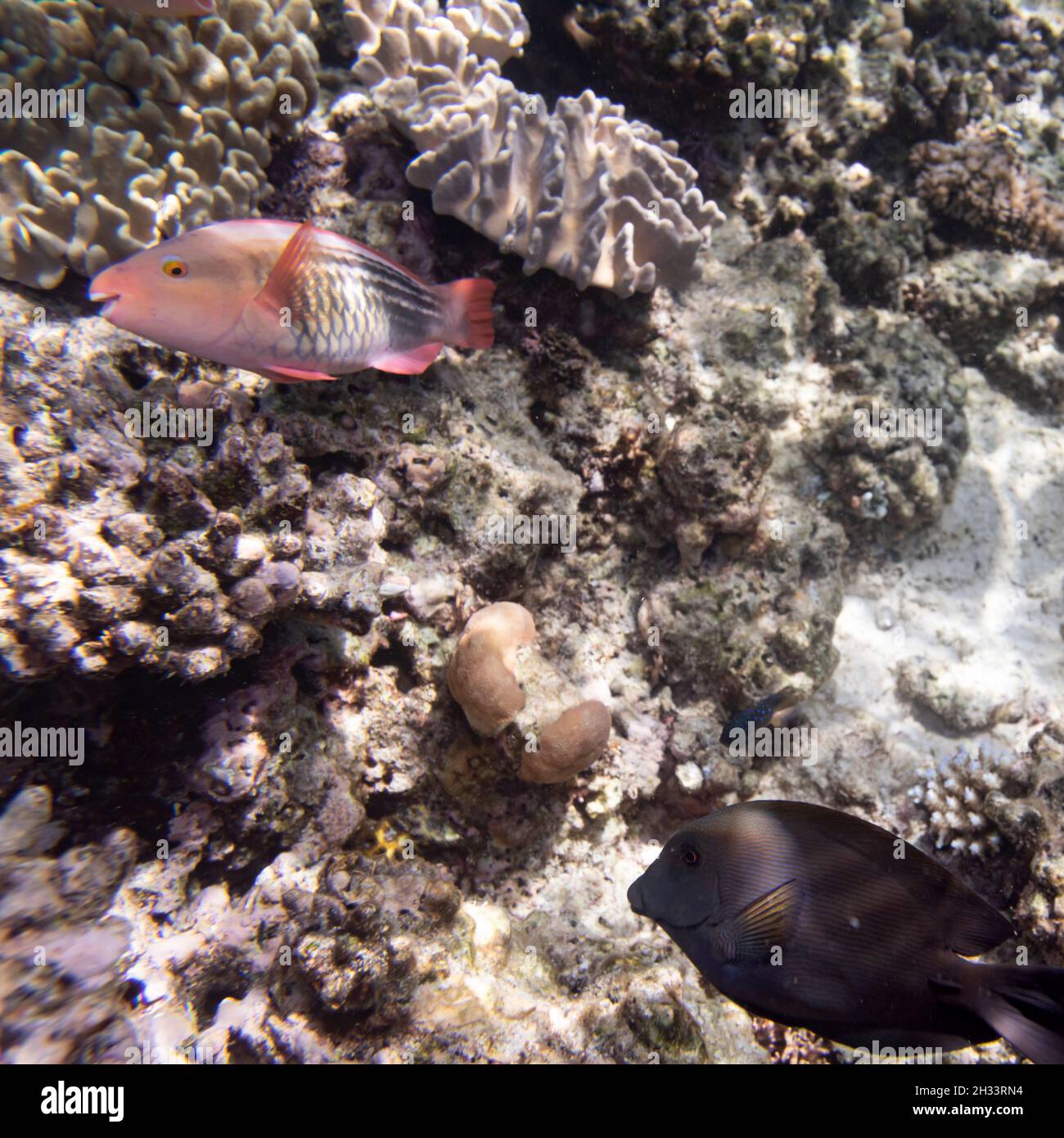 Fish near corals, Agincourt Reef, Great Barrier Reef, Queensland, Australia Stock Photo