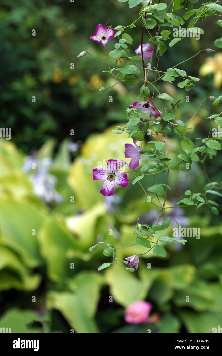 Beautiful summer flowers in a vertical garden gardening.  Flower Clematis Tango Stock Photo