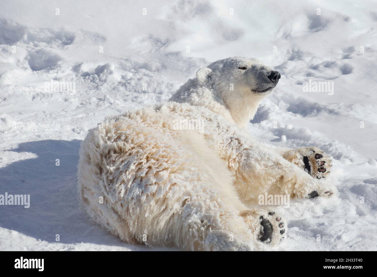Arctic bear cub is lying on the white snow. Ursus maritimus or Thalarctos Maritimus. Animals in wildlife. Stock Photo