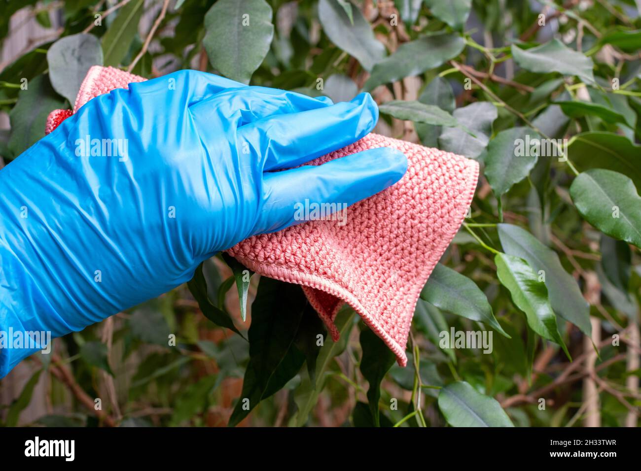 A hand in a blue protective glove wiping the dust from the green leaves