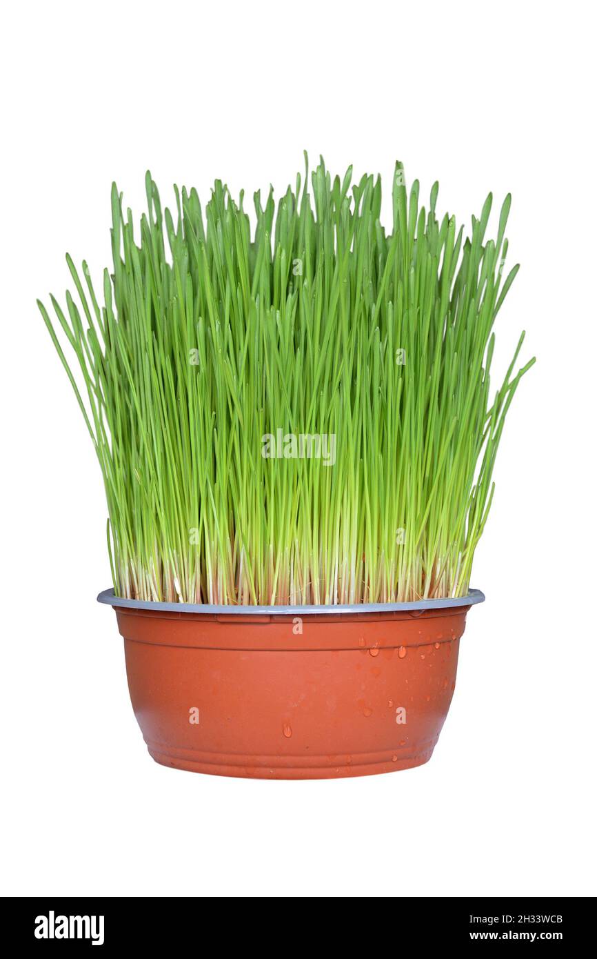 Christmas wheat isolated on white background Stock Photo