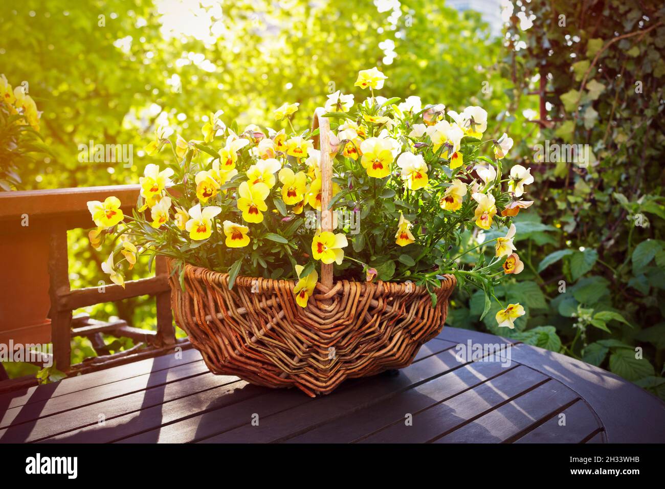 Small yellow pansy flowers in a basket on a balcony table in spring, background texture. Stock Photo