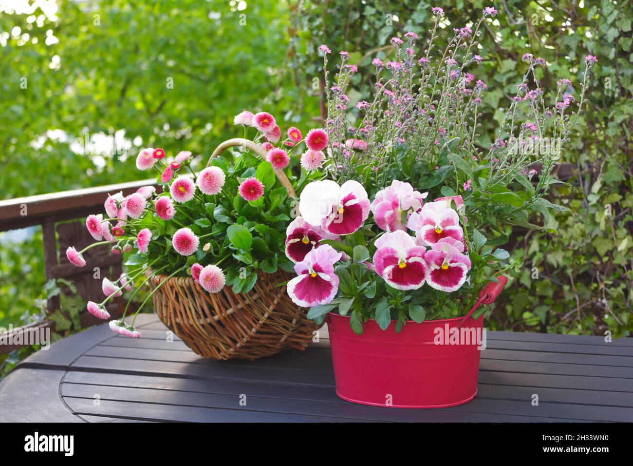 Garden pansy flowers and forget-me-not in a red pot and pink daisies in a basket on a balcony table, spring background texture. Stock Photo