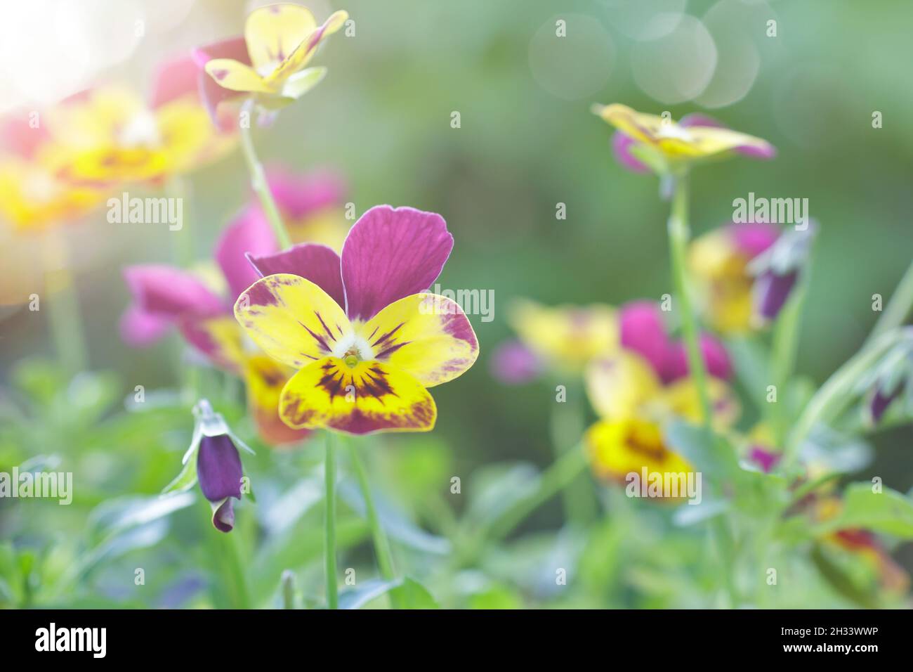 Closeup of small yellow and purple pansy flowers on green backdrop, spring background texture. Stock Photo