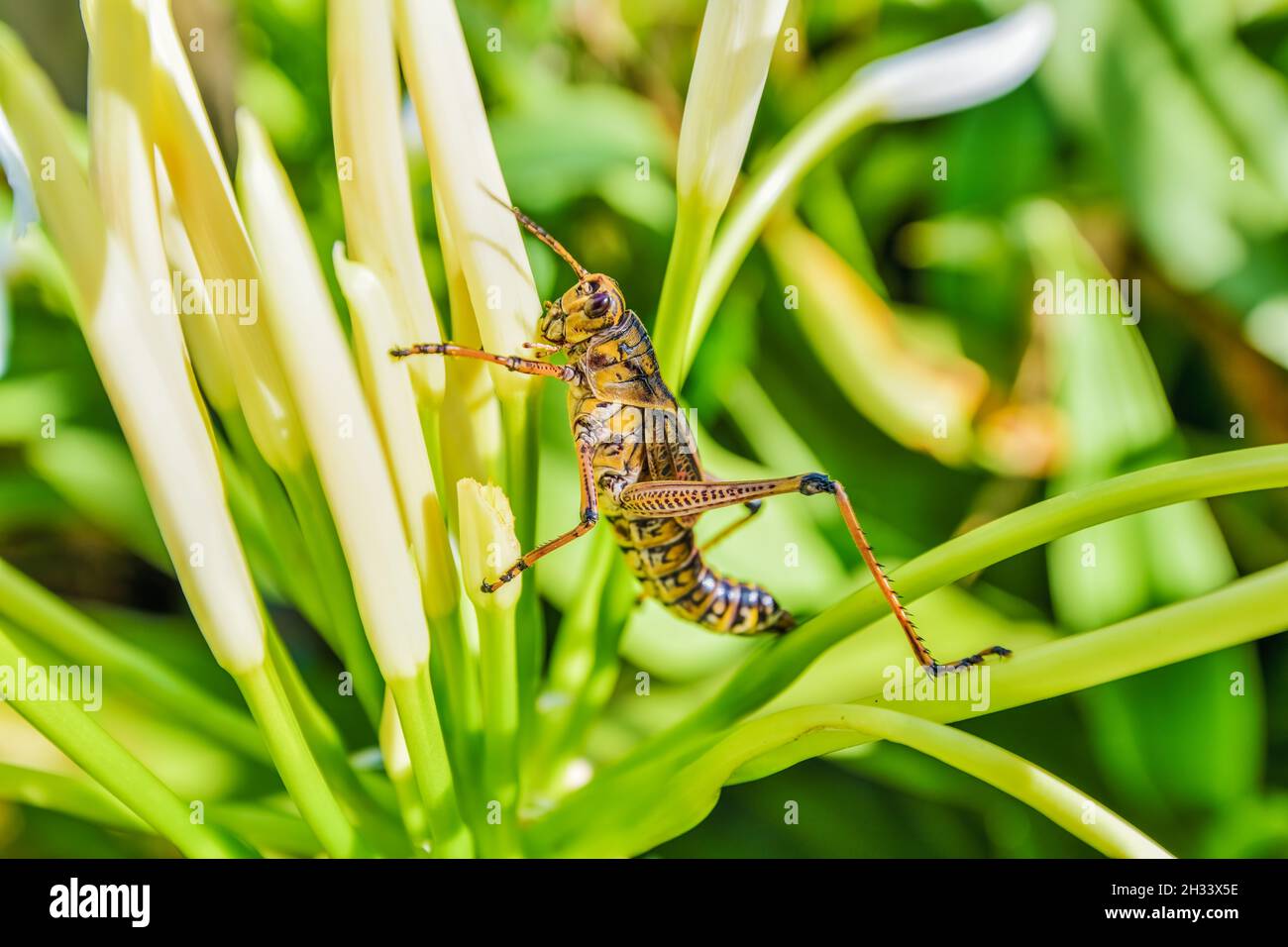 Central Florida's Giant Orange Grasshopper Stock Photo