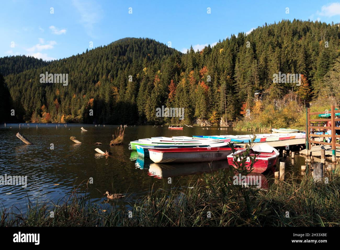 Colorful autumn leaves, and boats in the Lacul Rosu, also known as Red Lake, and Gyilkos to, or the Killer lake in Romania, Transilvania. Stock Photo