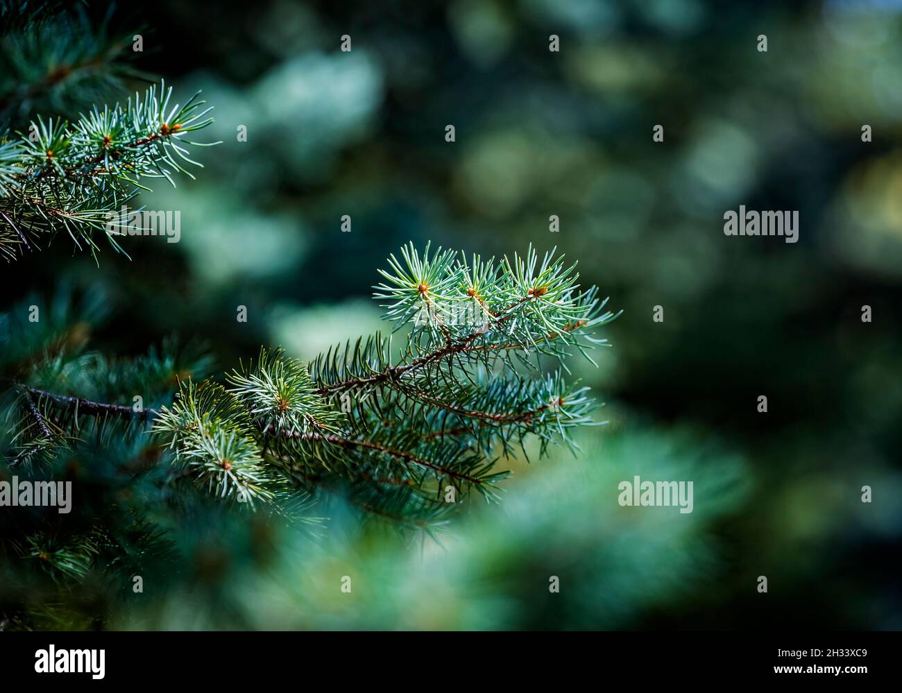 Green blue prickly branches of a evergreen fir tree. Blue spruce, green spruce or Colorado spruce. Christmas background. Stock Photo