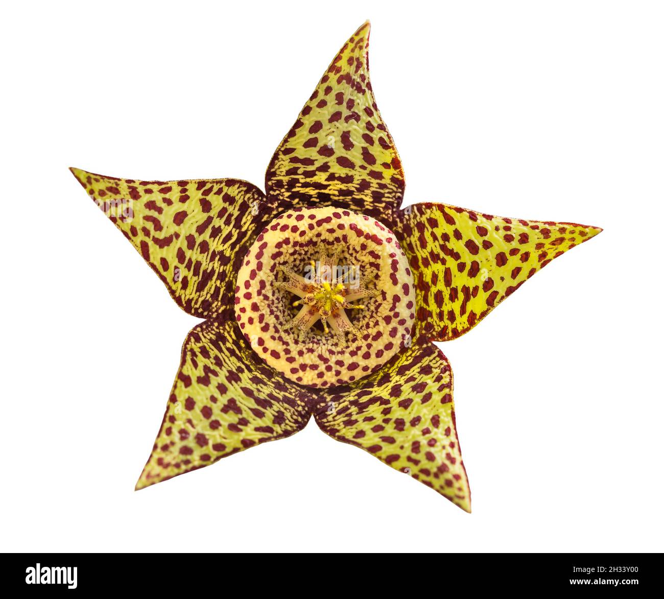 flower of Succulent plant Orbea variegata or stapelia variegata isolated on white background. Known as star flower or starfish cactus, carrion cactus, Stock Photo