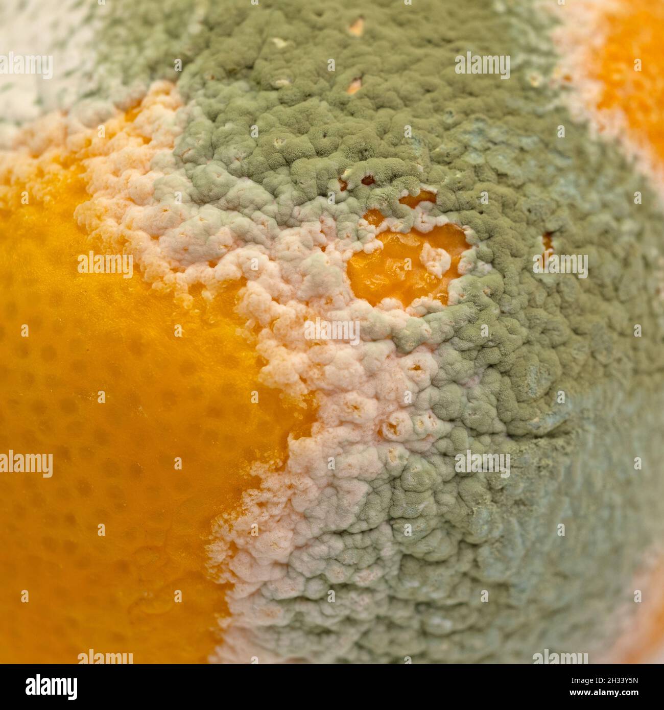 Mold on a lemon, closeup Stock Photo Alamy