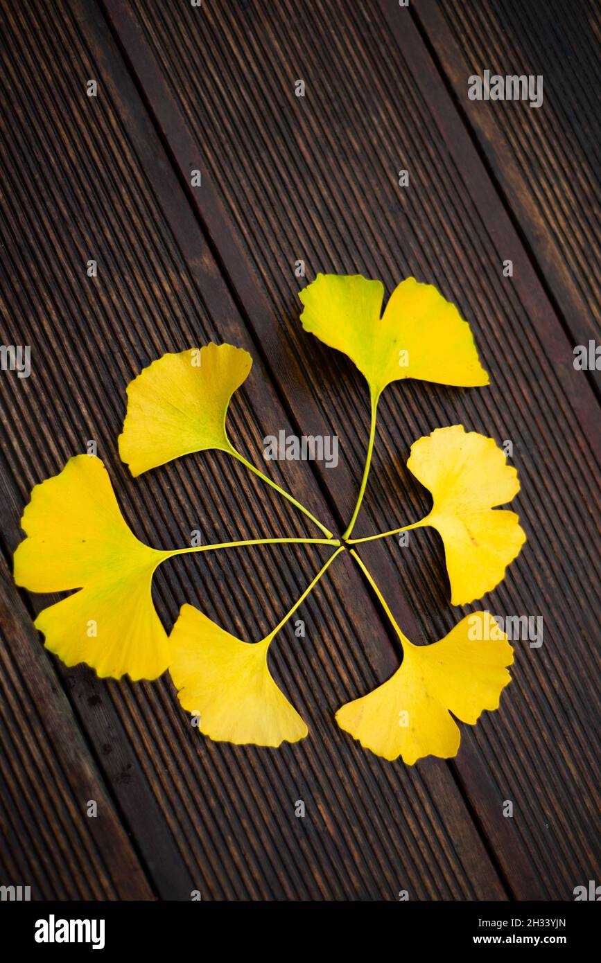 Round flower-shaped pattern of yellow kinkgo biloba leaves on wooden strips. Stock Photo