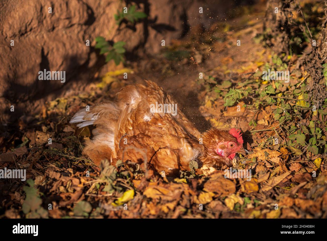 Happy female chicken sunbathing and sand bathing in a free range meadow. Dirt sprays through the air from scratching with its feet. Dust bathing. Stock Photo