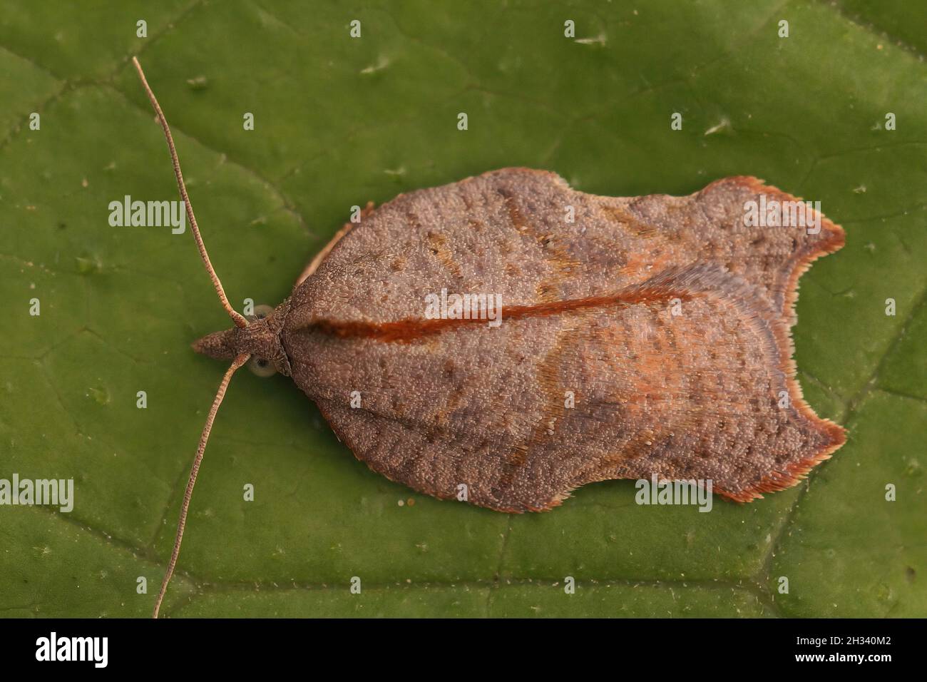 Dorsal closeup on the Noth-winged button moth, Acleris emargana Stock Photo