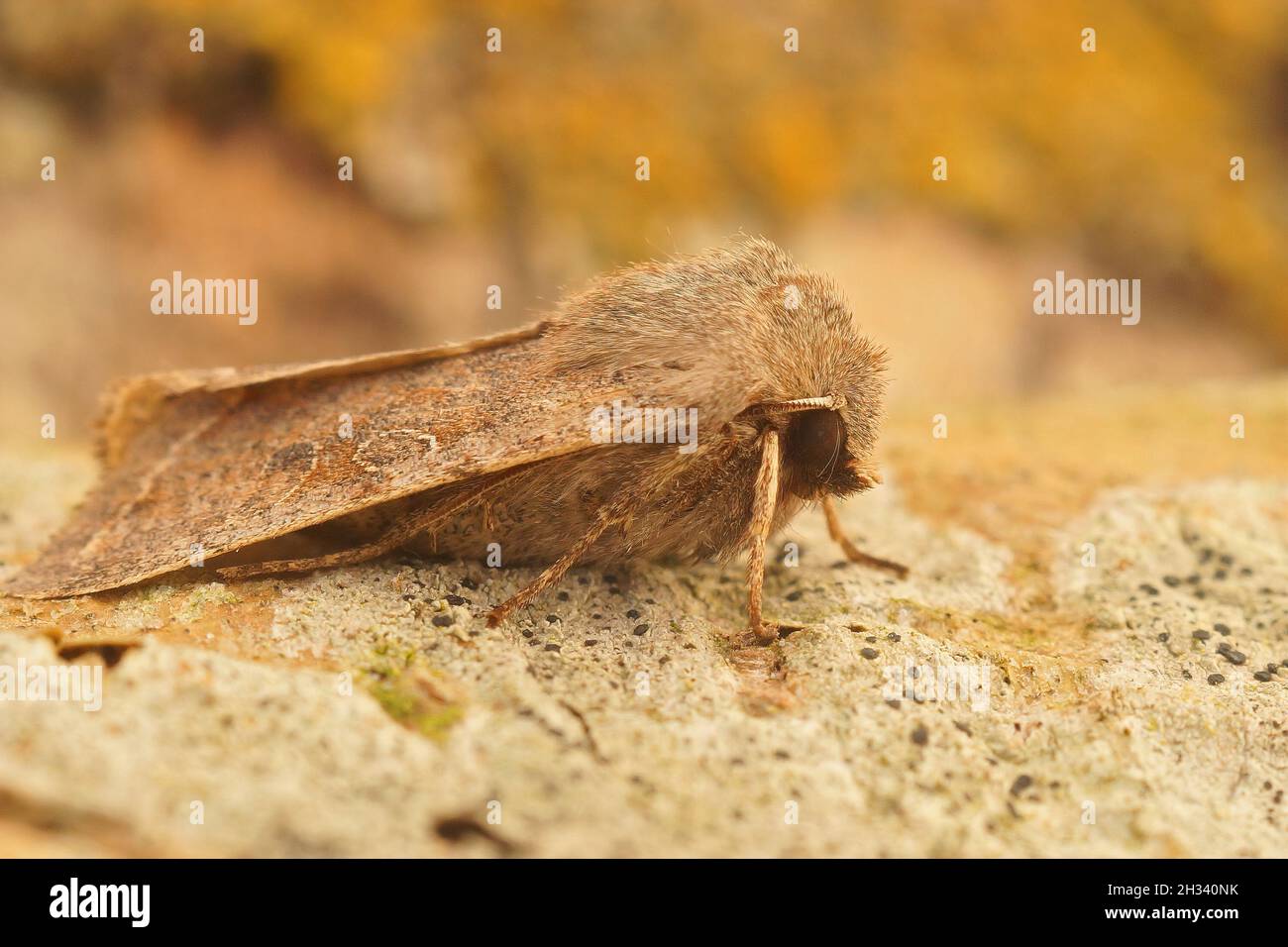 Closeup on the clouded drab moth, Orthosia incerta on a piece of Stock Photo