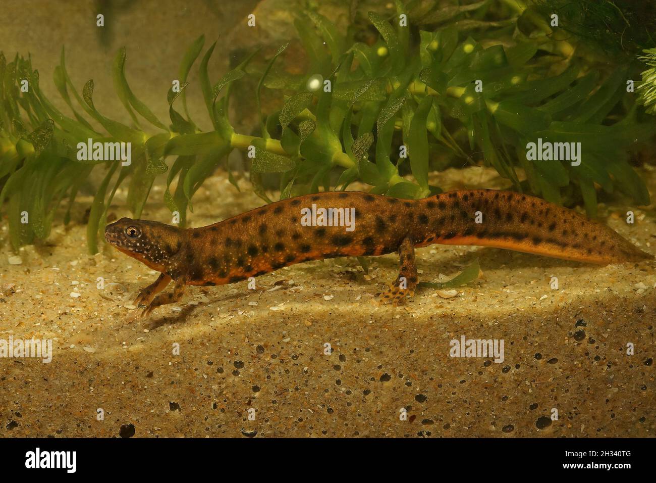 Closeup on an unusual orange color morph of a female Danube newt, Triturus dobrogicus Stock Photo