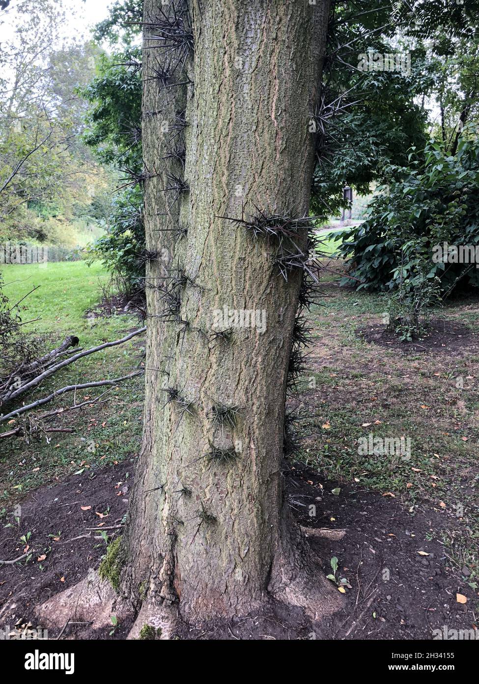 Vertical shot of the thorny tree trunk. Stock Photo